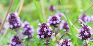 Za co nie można dostać jedynki w szkole?