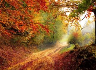 Jak stworzyć ścieżkę kariery?