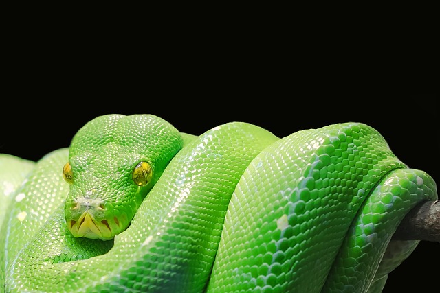 Skąd pobrać Pythona?