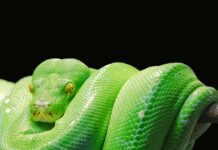 Czy Python jest szybki?