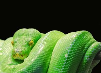 Ile czasu zajmuje nauczenie się Pythona?