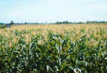 Tobołki polne w kukurydzy