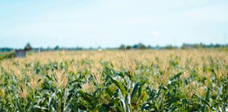 Tobołki polne w kukurydzy