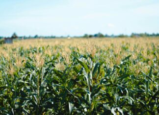 Tobołki polne w kukurydzy
